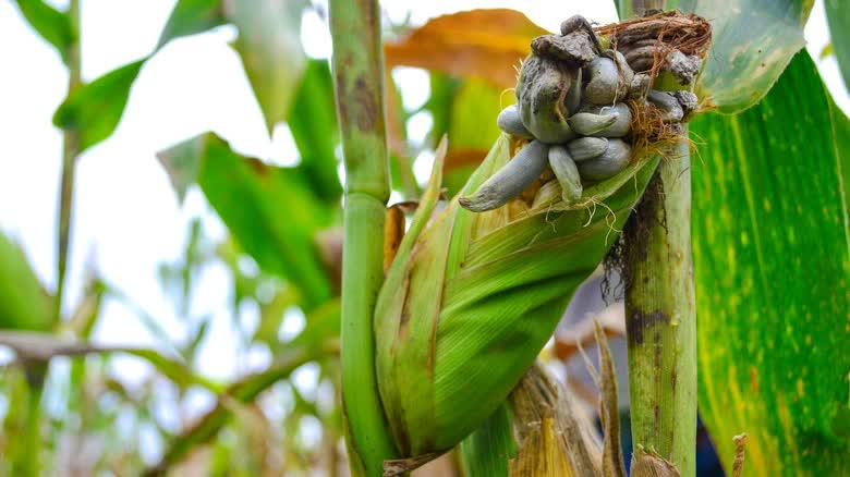 Corn fungus on corn stalks