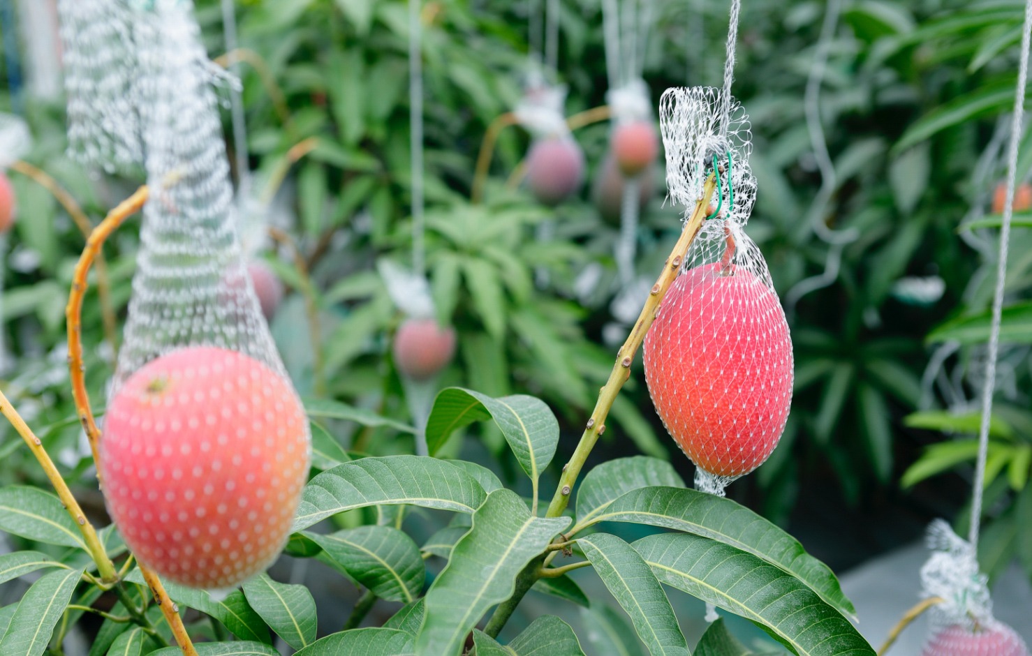 Loại quả bày bán la liệt ở Việt Nam, được lão nông Nhật Bản thông thái nghĩ ra cách trồng &quot;không giống ai&quot; nâng tầm đẳng cấp thu về tiền tỷ - Ảnh 3.