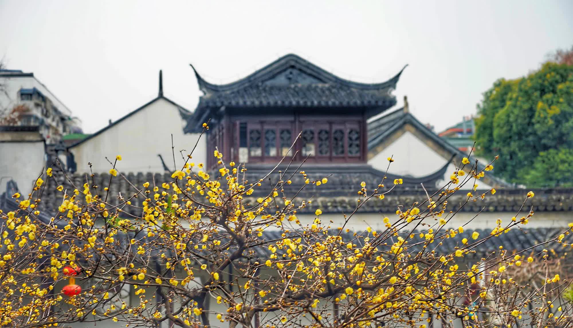 Khu vườn cổ 600 năm trường tồn cùng tuế nguyệt, cảnh sắc 4 mùa đẹp vĩnh cửu giữa cố đô Nam Kinh - Ảnh 9.