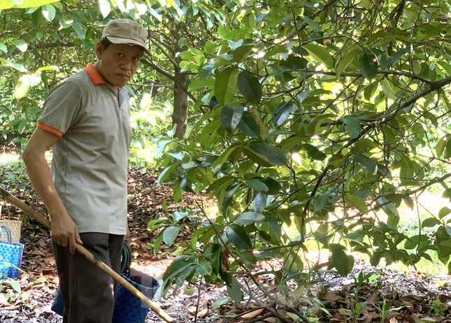 Nông dân trúng đậm măng cụt, công nhân mất việc đi hái, gọt thuê kiếm tiền - Ảnh 2.