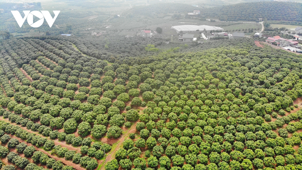 Người trồng vải thiều Bắc Giang chuẩn bị thu hoạch sớm, sản lượng khoảng 9.000 tấn - Ảnh 1.