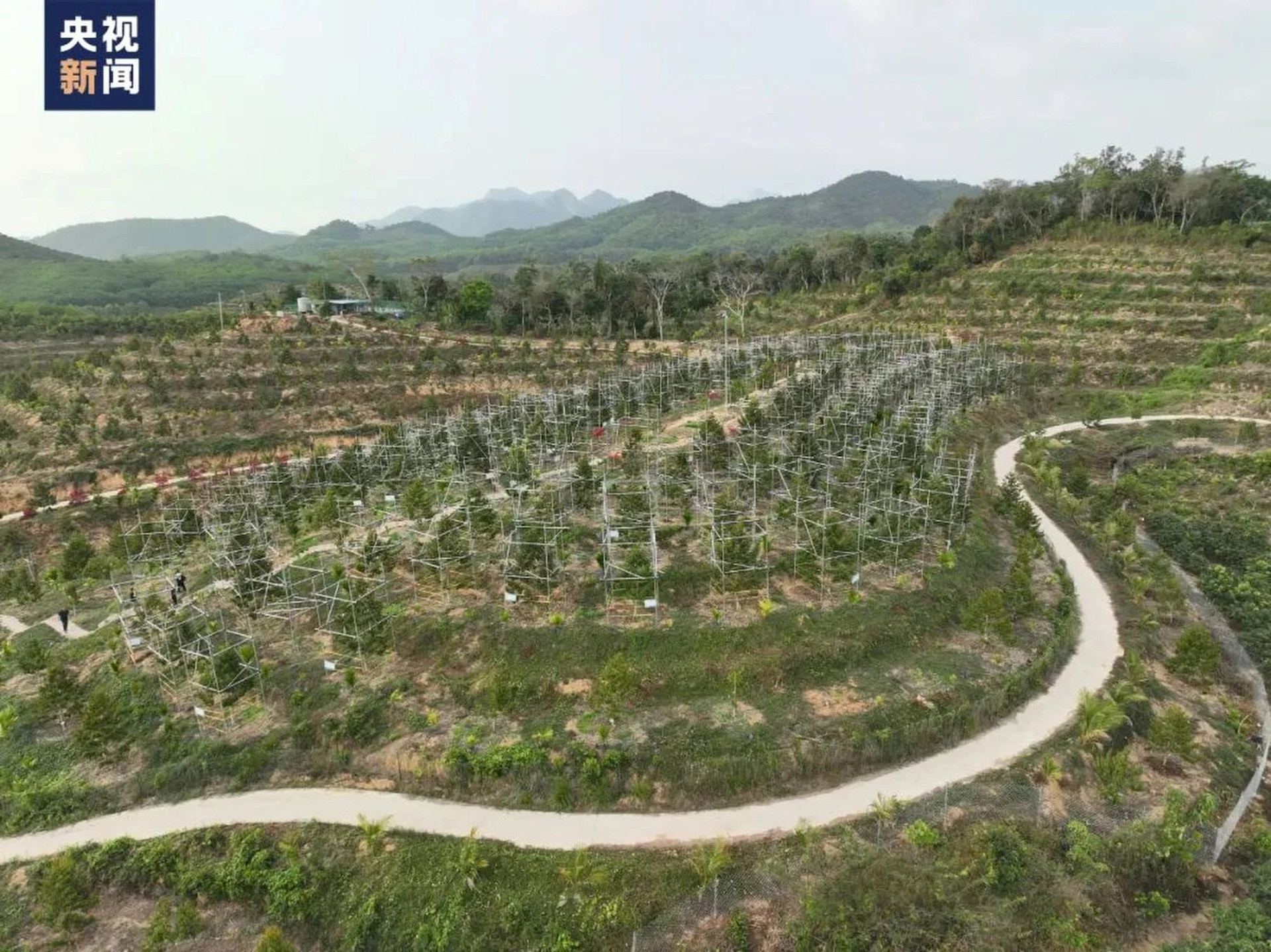 Người Trung Quốc sẽ ăn quả sầu riêng ‘nhà trồng’ đầu tiên vào tháng 6 – Thái Lan, Việt Nam, Malaysia có sợ mất thị trường xuất khẩu tỷ USD? - Ảnh 2.