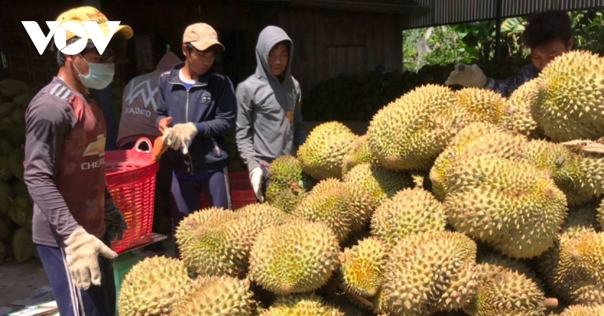 Thị trường Trung Quốc gặp khó, sầu riêng Việt chuyển hướng sang Ấn Độ - Ảnh 2.