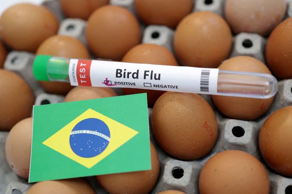 Cúm gia cầm độc lực cao lây lan, Brazil tuyên bố tình trạng khẩn cấp - Ảnh 1.