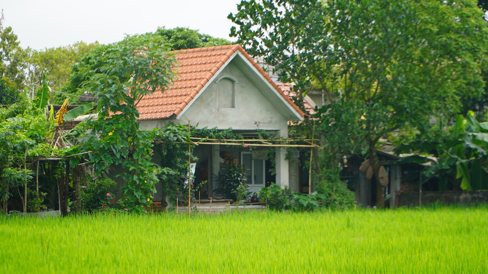 Thanh niên nhớ vị cơm tấm, bún bò quay quắt khi rời phố, tiết lộ 3 điều phải lường trước nếu về quê sống - Ảnh 3.