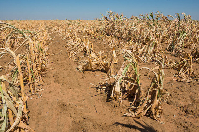 El Nino có thể kéo dài tới 2024, thời tiết Việt Nam sẽ bị chi phối thế nào? - Ảnh 5.