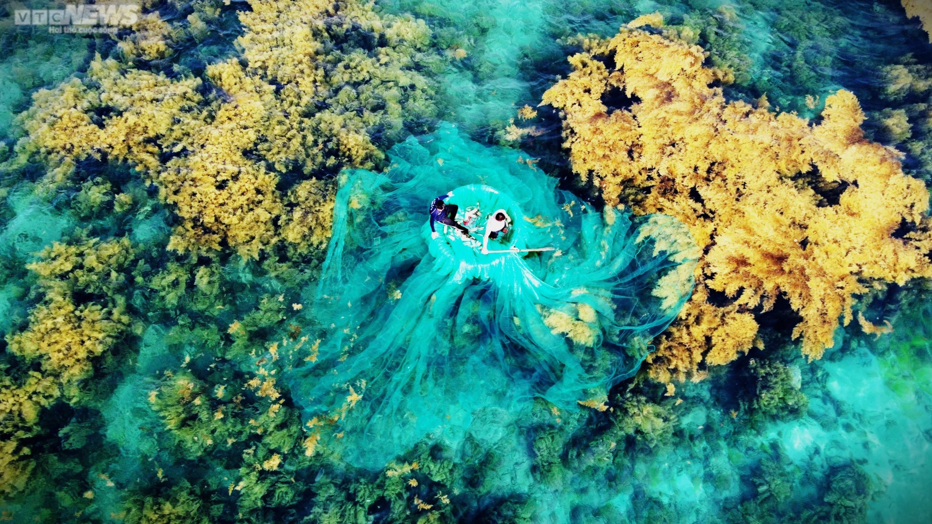 Ngất ngây 'cánh đồng vàng' dưới biển xanh trong ở đảo Hòn Khô, Bình Định - Ảnh 5.