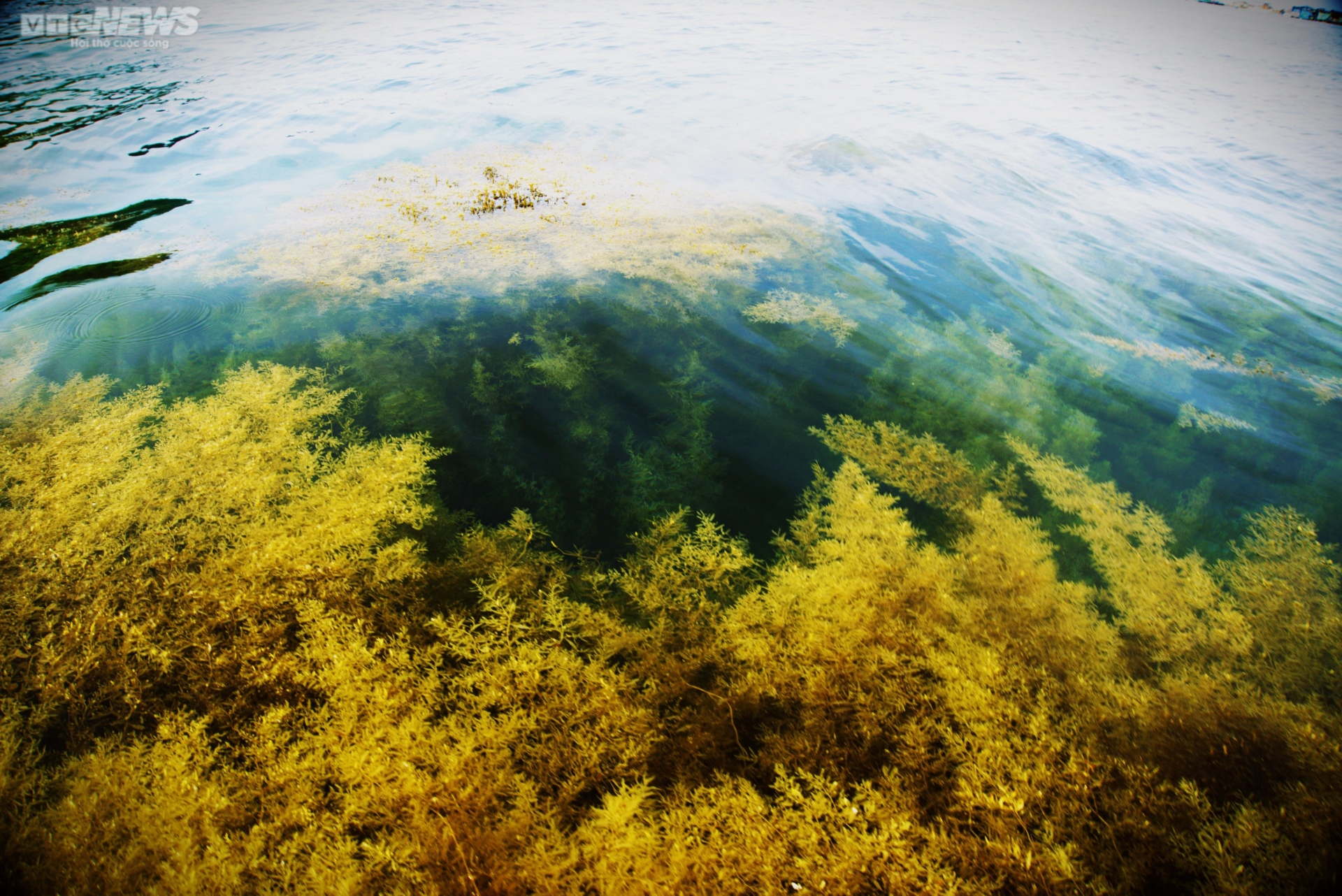 Ngất ngây 'cánh đồng vàng' dưới biển xanh trong ở đảo Hòn Khô, Bình Định - Ảnh 9.