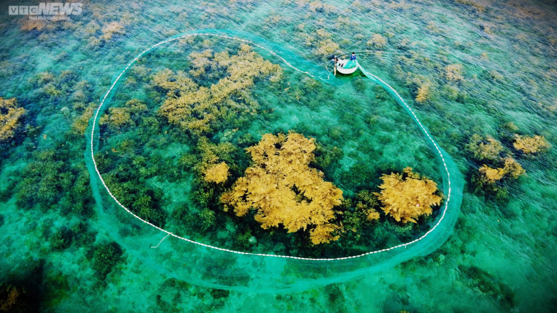 Ngất ngây 'cánh đồng vàng' dưới biển xanh trong ở đảo Hòn Khô, Bình Định - Ảnh 4.