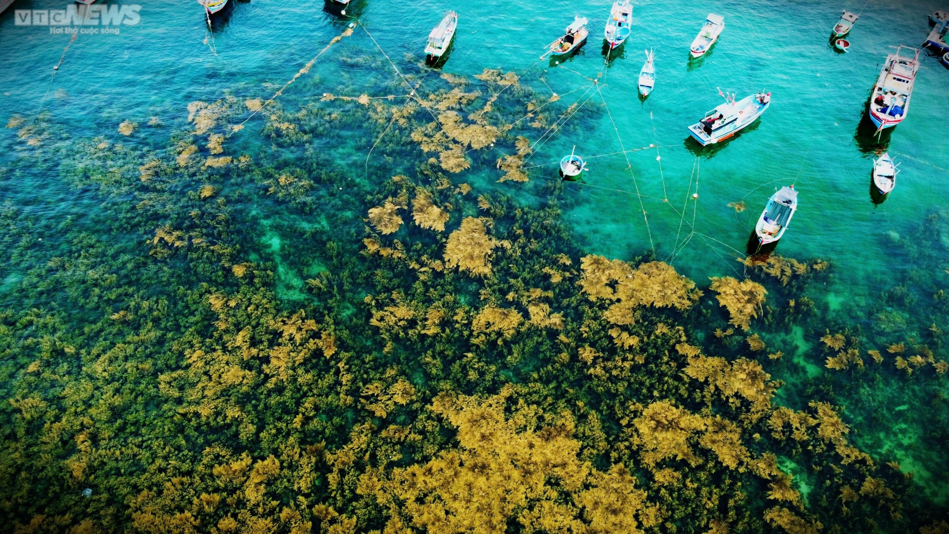 Ngất ngây 'cánh đồng vàng' dưới biển xanh trong ở đảo Hòn Khô, Bình Định - Ảnh 2.