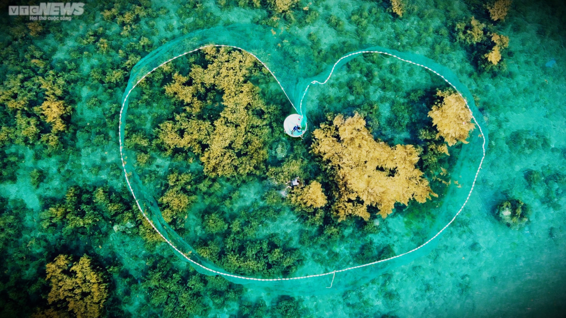 Ngất ngây 'cánh đồng vàng' dưới biển xanh trong ở đảo Hòn Khô, Bình Định - Ảnh 6.