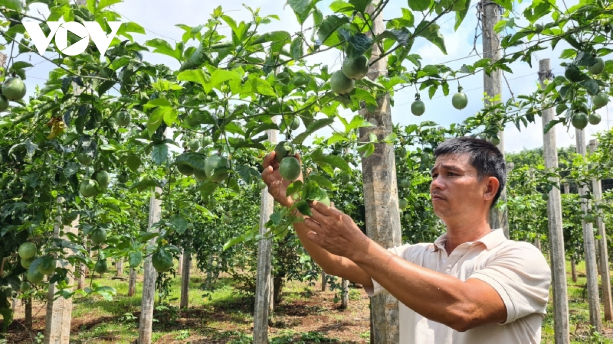 Nông dân lo lắng vì chanh dây rớt giá - Ảnh 1.