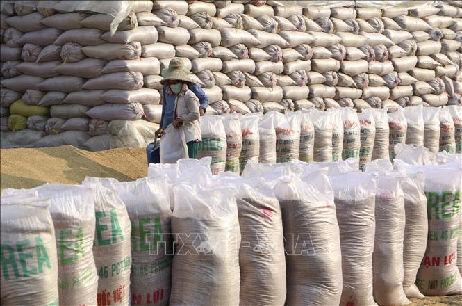 Giá gạo Việt Nam tăng lên mức cao nhất kể từ cuối tháng 4/2023 - Ảnh 1.