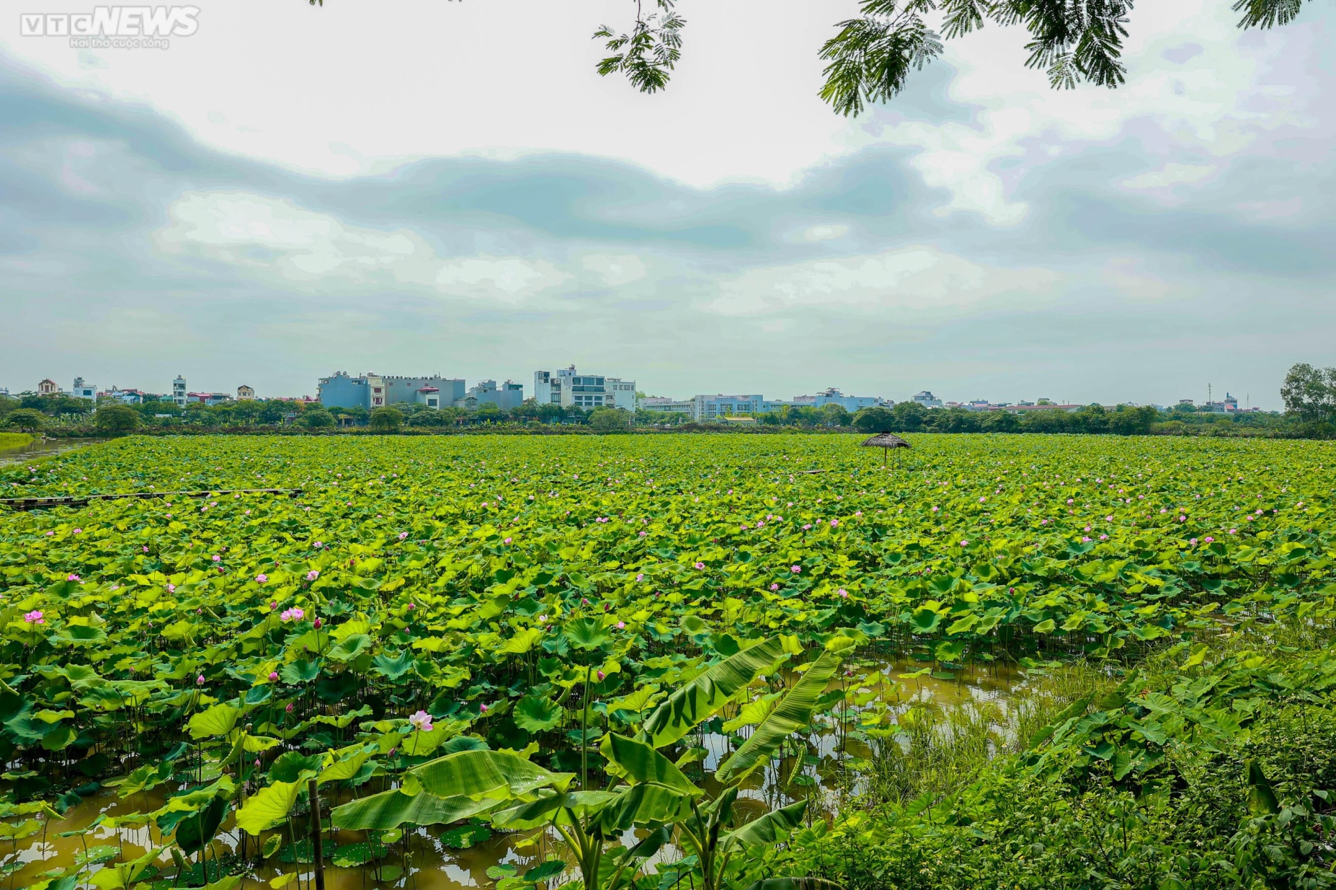 Ngắm cánh đồng sen đẹp hút hồn tại khuôn viên Học viện Nông nghiệp Việt Nam - Ảnh 1.