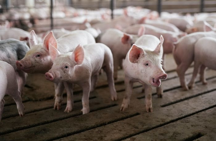 Khi nước Mỹ thừa lợn: Nỗi đau của người nông dân vì Trung Quốc 'quay xe' quá nhanh - Ảnh 1.