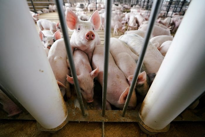 Khi nước Mỹ thừa lợn: Nỗi đau của người nông dân vì Trung Quốc 'quay xe' quá nhanh - Ảnh 3.