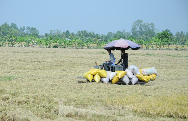 Việt Nam sẽ giảm xuất khẩu gạo vào năm 2030 - Ảnh 1.