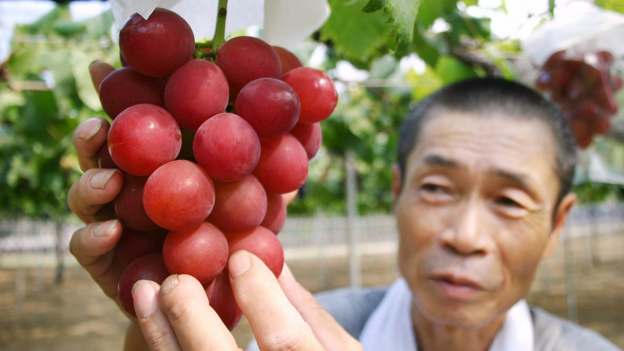 Tại sao Nhật Bản có thể bán được trái cây với mức giá &quot;trên trời&quot;? Không tự nhiên mà cặp dưa giá bằng cả chiếc ô tô, 250 triệu đồng/chùm nho - Ảnh 1.