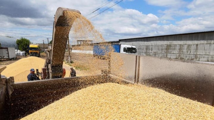 Ukraine tạm ngừng xuất khẩu ngũ cốc sang 5 nước châu Âu - Ảnh 1.