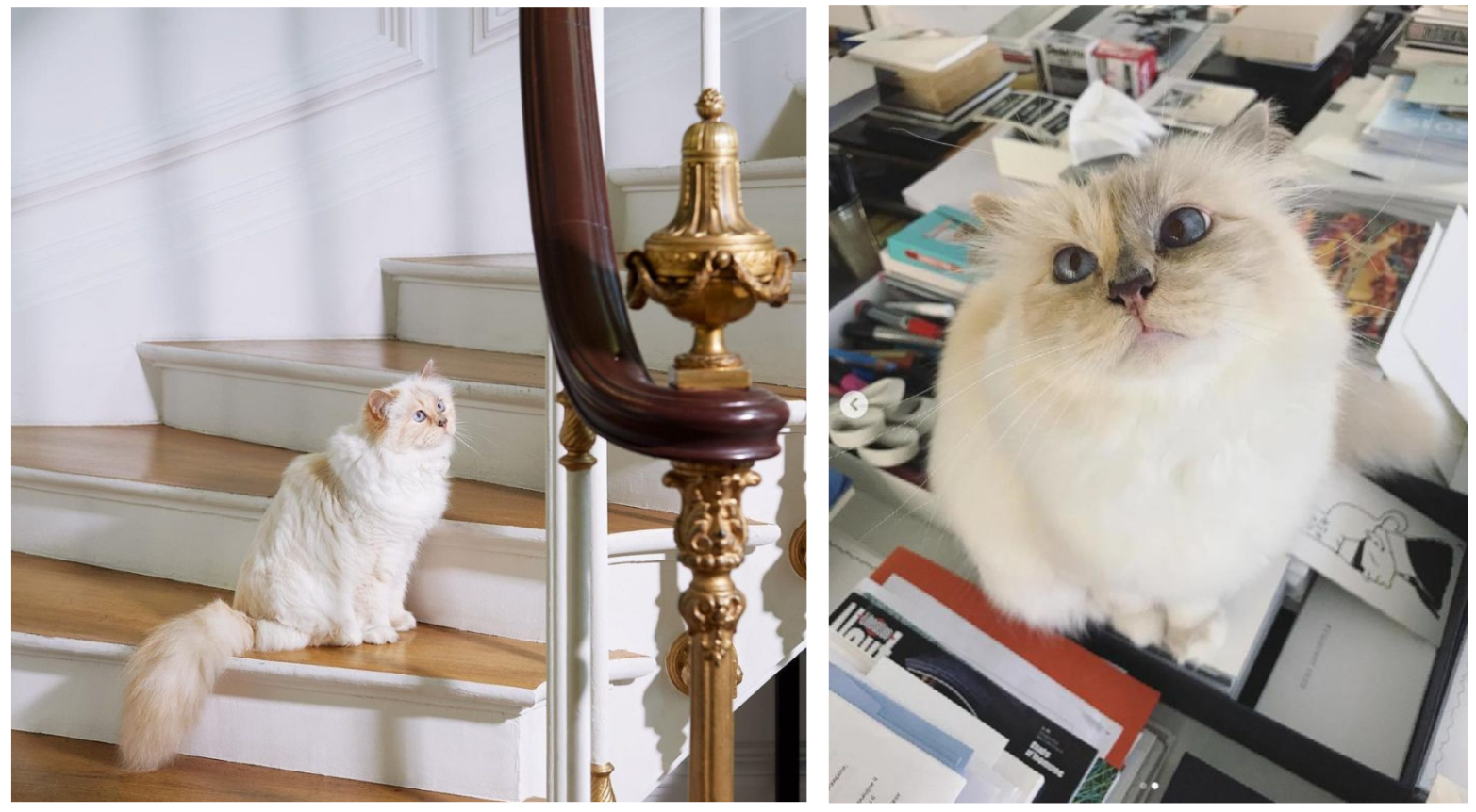 Cô mèo truyền cảm hứng cho phong cách thời trang của nhiều sao tại Met Gala đẹp thế nào mà Karl Lagerfeld say đắm đến mức &quot;muốn cưới&quot;? - Ảnh 5.