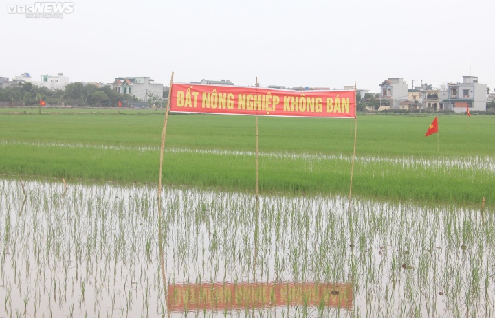 Dân không đồng ý, huyện có được thu hồi đất trồng lúa để làm cụm công nghiệp? - Ảnh 1.