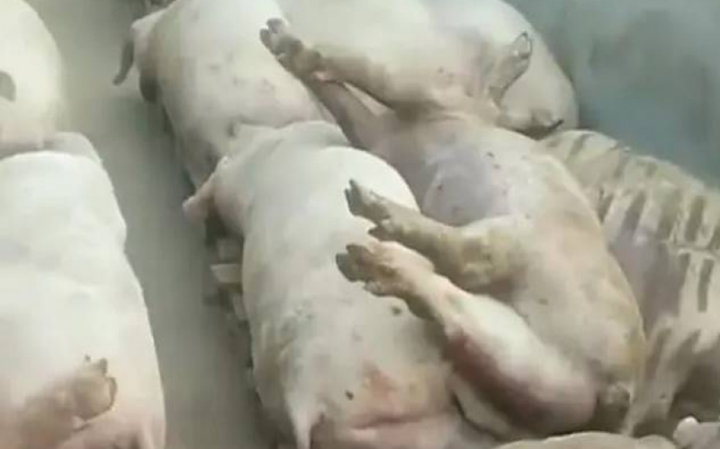 Tiết kiệm điện, chủ trang trại khiến 5.000 con lợn chết oan vì nắng nóng - Ảnh 1.