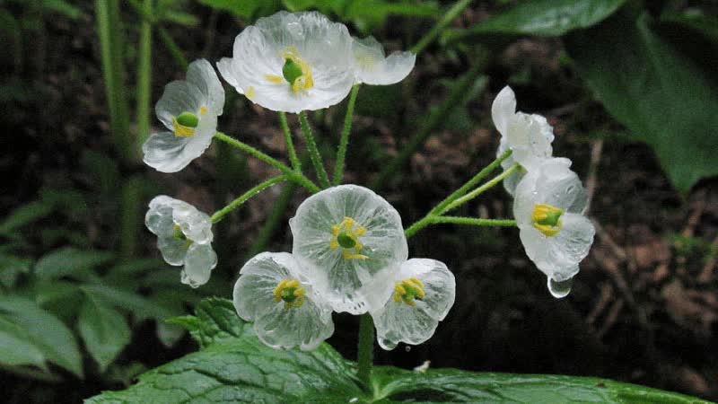 The second rarest flower on the planet, when it rains, is 