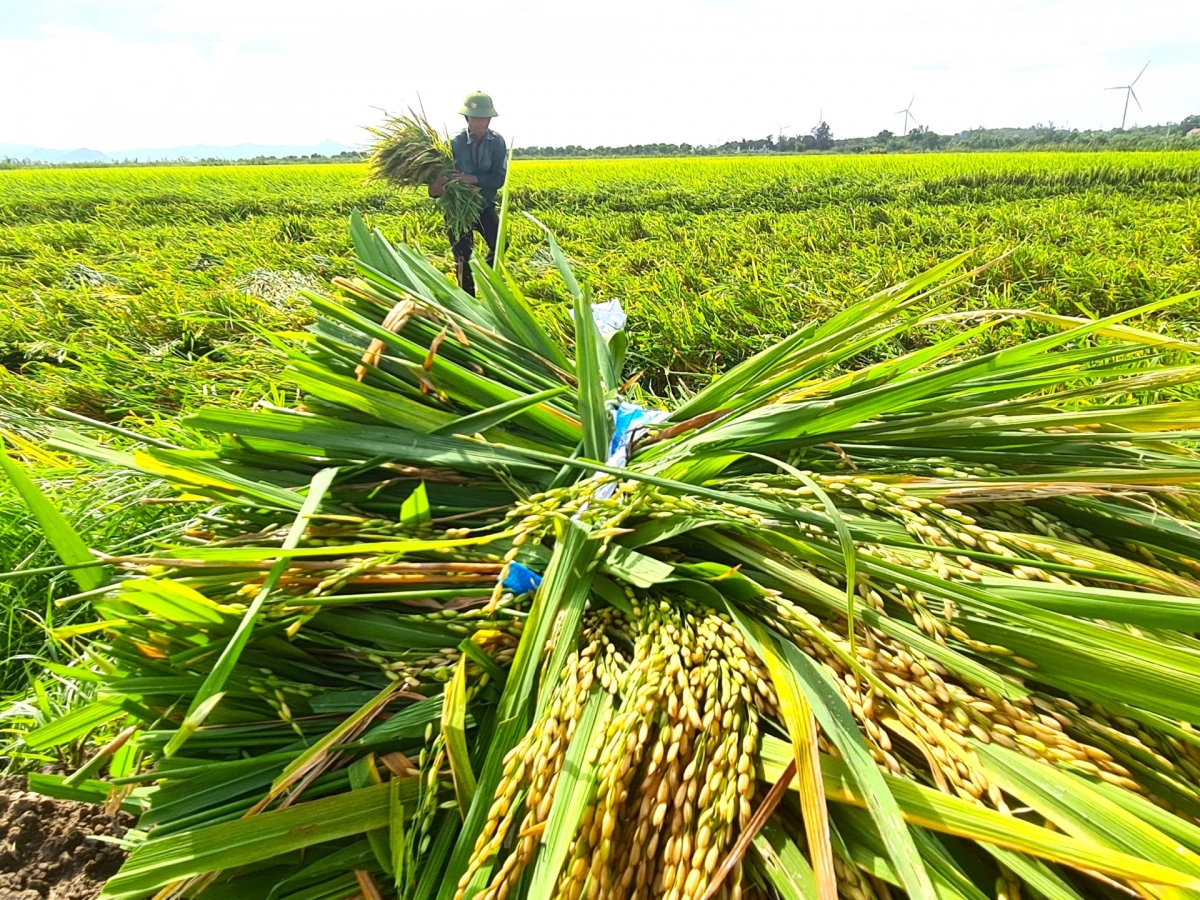 Dông lốc dữ dội, nông dân Quảng Bình ngậm ngùi gặt lúa nửa xanh nửa chín - Ảnh 1.