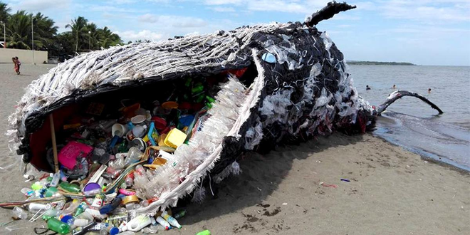 Ăn phải 10 triệu mảnh vi nhựa mỗi ngày, số phận của những chú cá voi lớn  nhất thế giới sẽ đi về đâu?