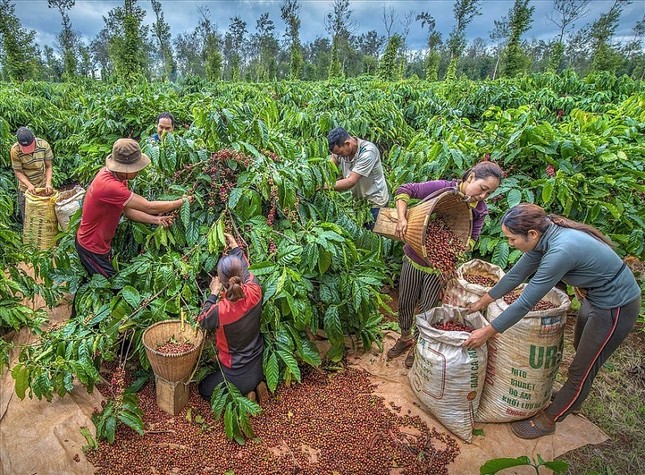 EU cấm nhập cà phê, ca cao trồng tại rừng suy thoái, nông sản Việt ảnh hưởng ra sao? - Ảnh 1.