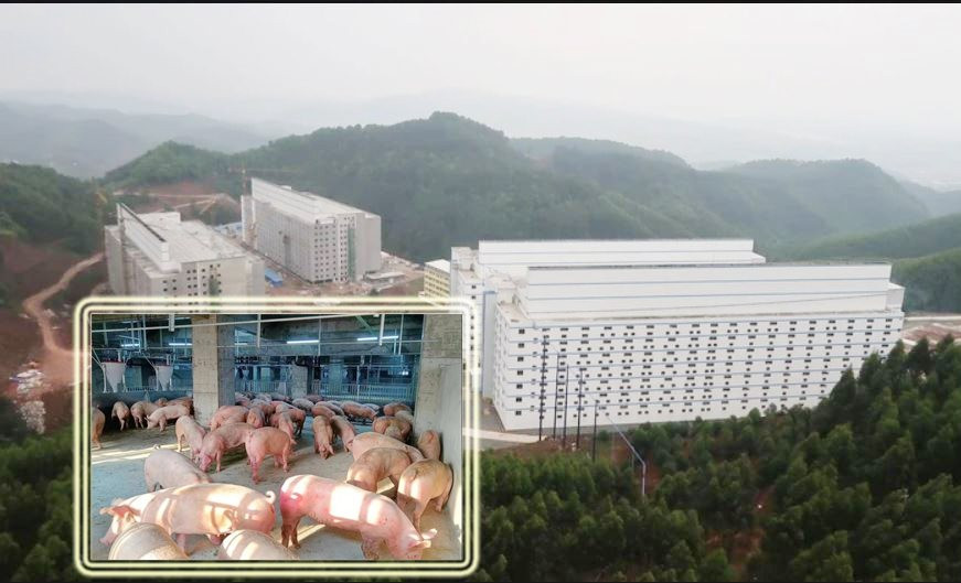 Đề xuất xây nhà cao tầng để nuôi lợn của Xuân Thiện Group và những câu hỏi về việc liệu có “lợi bất cập hại” - Ảnh 1.