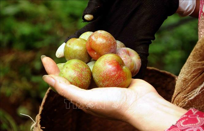 Mận Sơn La sẽ được đưa vào suất ăn hàng không Việt Nam - Ảnh 1.