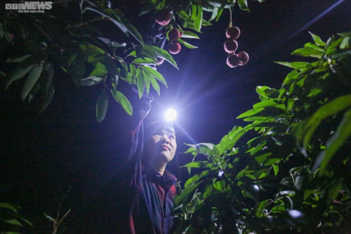 Bắc Giang: Nông dân trắng đêm soi đèn thu hoạch đặc sản vải thiều - Ảnh 1.