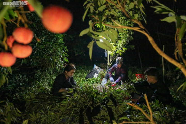 Bắc Giang: Nông dân trắng đêm soi đèn thu hoạch đặc sản vải thiều - Ảnh 2.