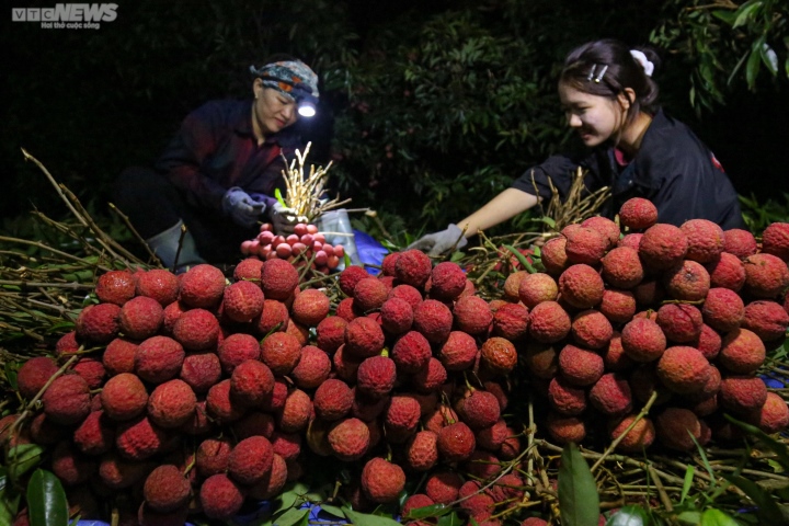 Bắc Giang: Nông dân trắng đêm soi đèn thu hoạch đặc sản vải thiều - Ảnh 5.