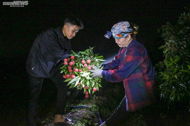 Bắc Giang: Nông dân trắng đêm soi đèn thu hoạch đặc sản vải thiều - Ảnh 4.