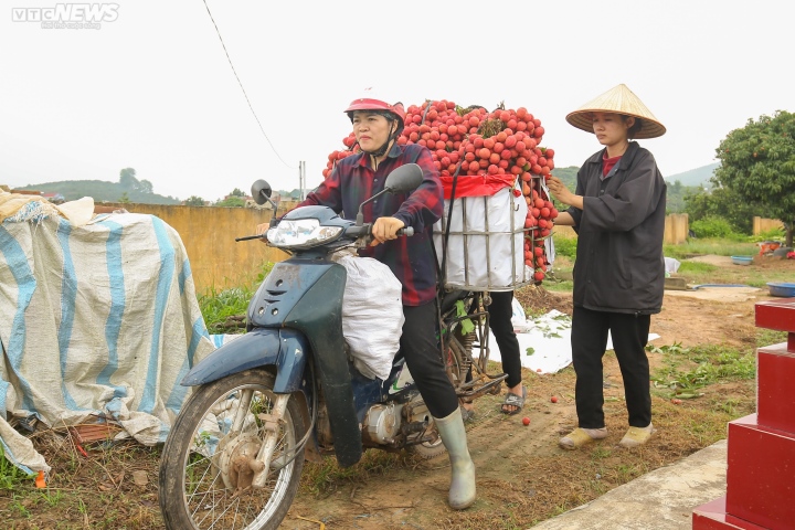 Bắc Giang: Nông dân trắng đêm soi đèn thu hoạch đặc sản vải thiều - Ảnh 9.
