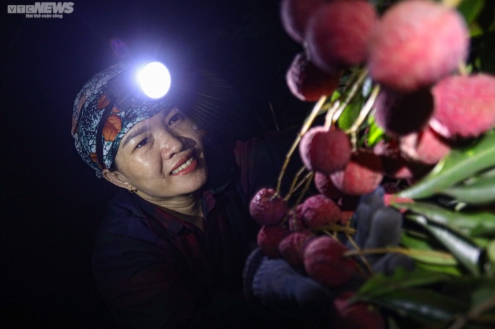 Bắc Giang: Nông dân trắng đêm soi đèn thu hoạch đặc sản vải thiều - Ảnh 3.