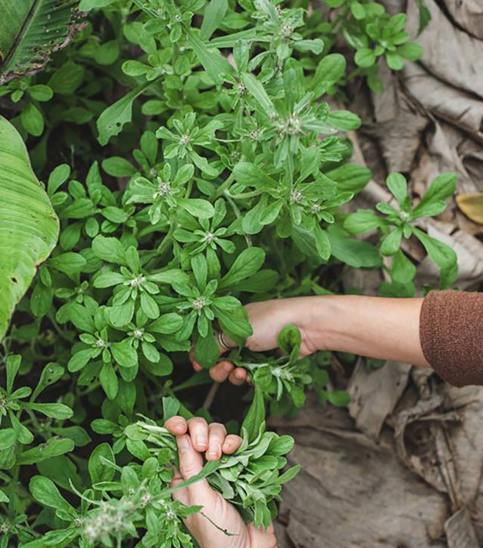 Loại rau mọc dại khắp cánh đồng, lá dùng làm bánh, thuốc khoẻ phổi hạ huyết áp - Ảnh 1.