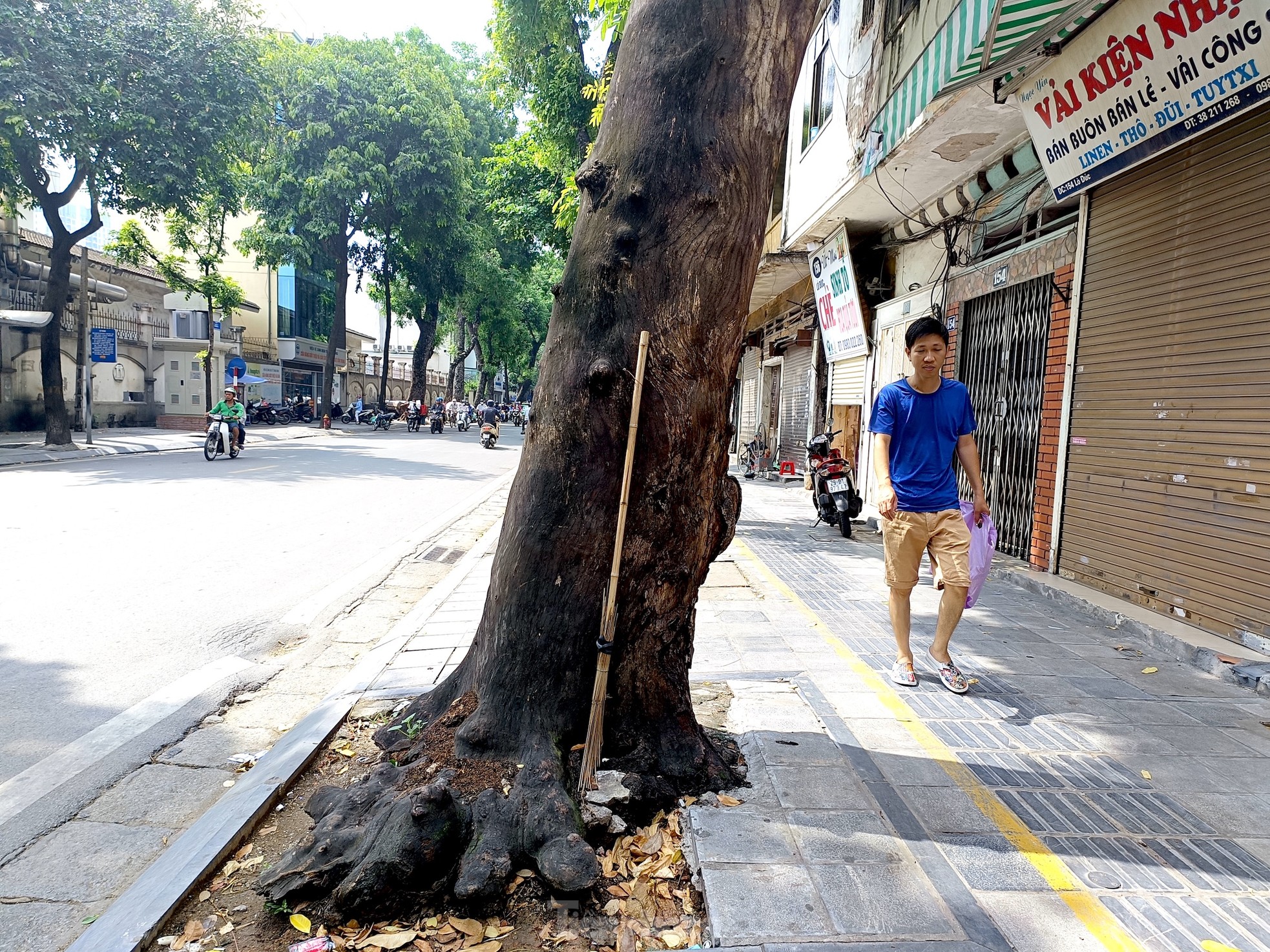 Hà Nội: Nhiều cây xanh chết khô, mục ruỗng gốc chờ đổ mùa mưa bão - Ảnh 5.