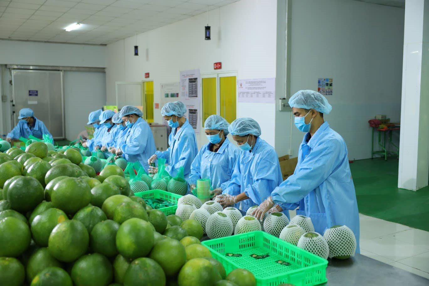 “Ông vua” xuất khẩu trái cây Việt: Chúng ta đang chọn những loại quả rất “yếu” để đi Mỹ - Ảnh 7.