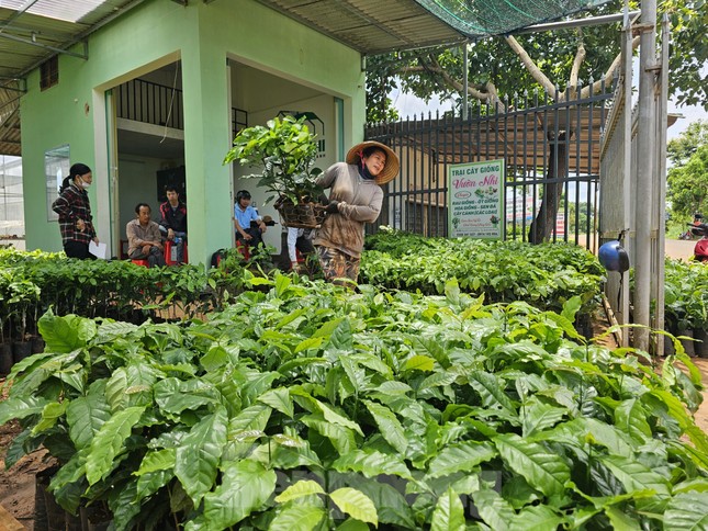 Giá cà phê tăng vọt, cây giống ‘cháy hàng' ở Đắk Lắk - Ảnh 3.