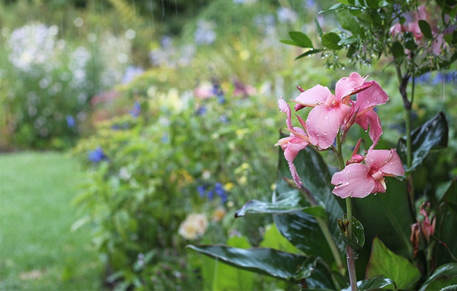 Khu vườn địa đàng của cụ bà 83 tuổi đã dành 33 năm để thỏa mãn tình yêu với cây và hoa - Ảnh 9.