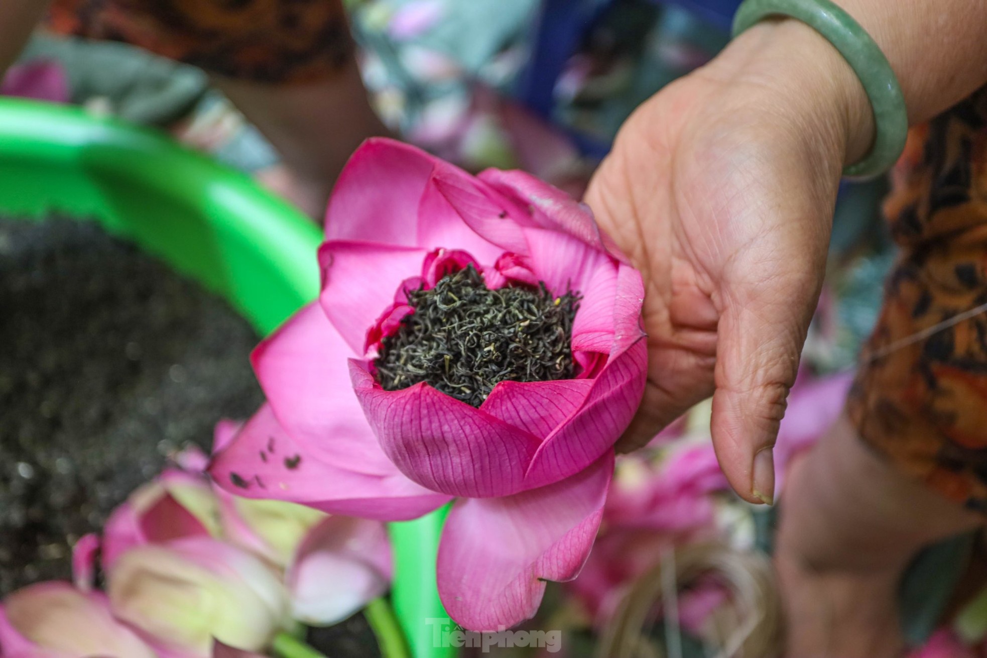 Cận cảnh quy trình ướp trà sen đệ nhất trà Hà thành, giá cả chục triệu đồng/kg - Ảnh 12.