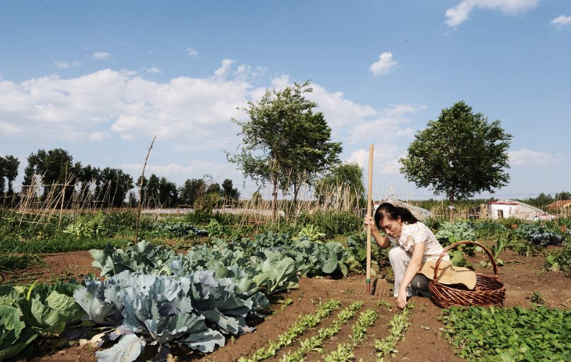 Tốt nghiệp tiến sĩ, cô gái bỏ phố về quê trồng rau: 11 năm làm nông, kiếm hơn 23,5 tỷ đồng/năm, ngoại hình thay đổi đến mức bố mẹ không thể nhận ra - Ảnh 3.