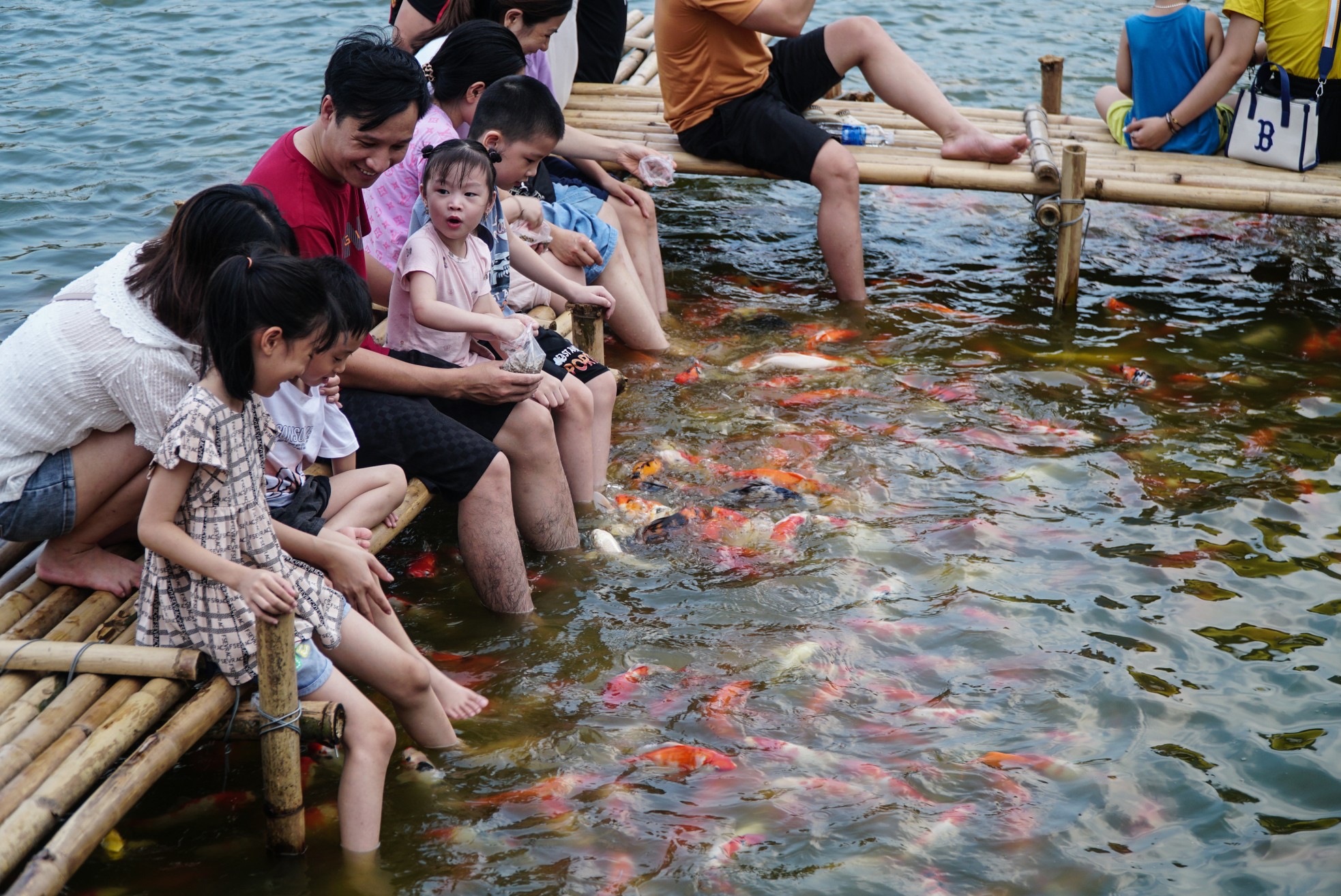 Ngất ngây sắc màu của vạn con cá Koi khi đến hồ Tây - Ảnh 6.