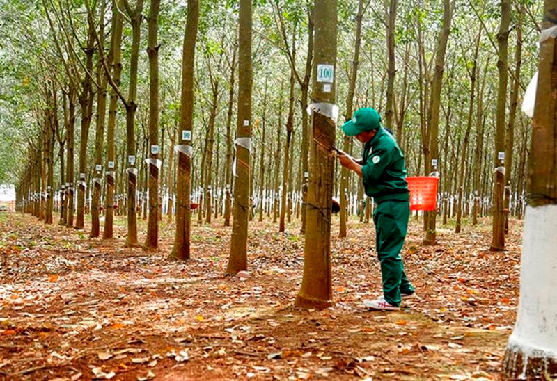 Chỉ một tháng, Trung Quốc mua cả trăm nghìn tấn ‘vàng trên cây’ của Việt Nam - Ảnh 1.