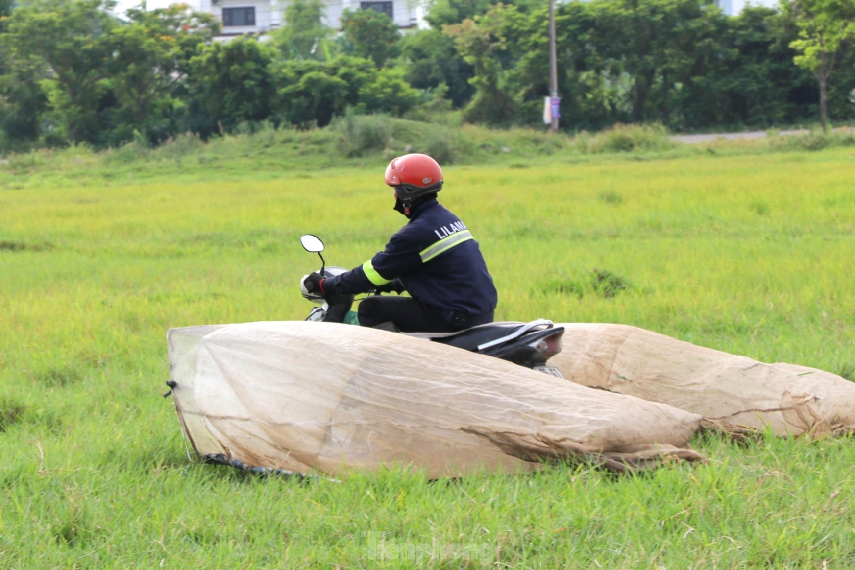 Vượt hơn 80km để săn châu chấu, nông dân Nghệ An kiếm tiền triệu mỗi ngày - Ảnh 4.