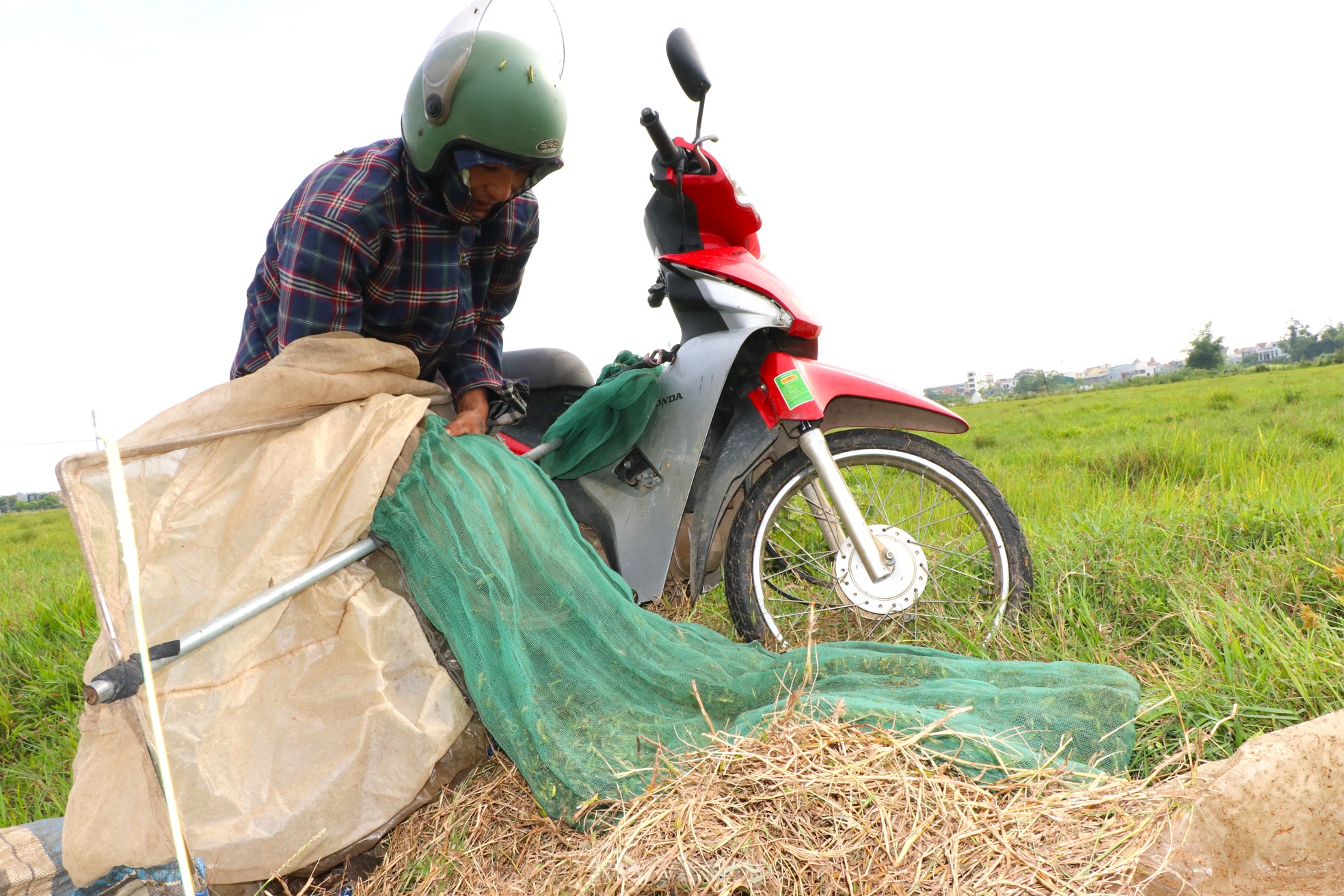 Vượt hơn 80km để săn châu chấu, nông dân Nghệ An kiếm tiền triệu mỗi ngày - Ảnh 6.