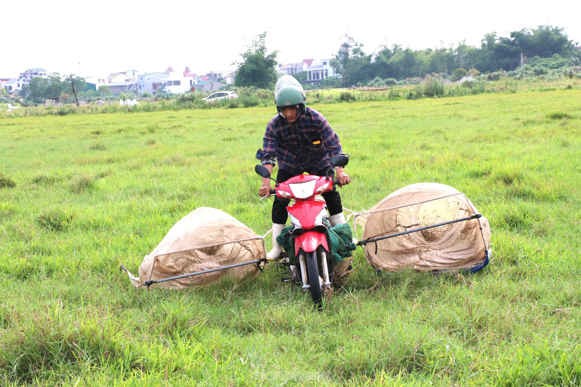 Vượt hơn 80km để săn châu chấu, nông dân Nghệ An kiếm tiền triệu mỗi ngày - Ảnh 2.